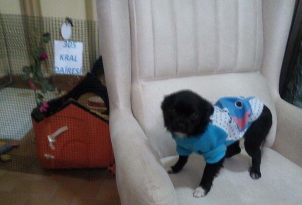 Altın Pansiyon - Görsel 31