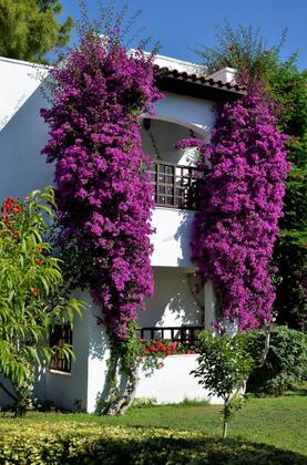 Emelda Sun Club  - Görsel 2