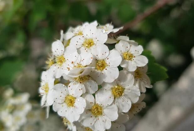 Funda Pansiyon  - Görsel 10