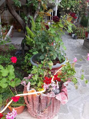 Rose Mary Pansiyon - Görsel 5