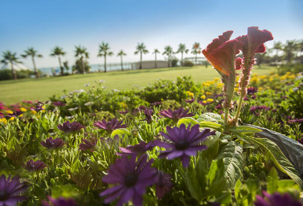 Soho Beach Club - Görsel 10