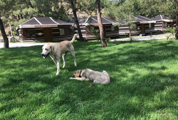 Durusu Çiftlik Evleri & Camping - Görsel 32