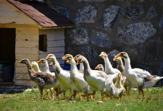 Pine Club Boutique Hotel & Spa - Görsel 10