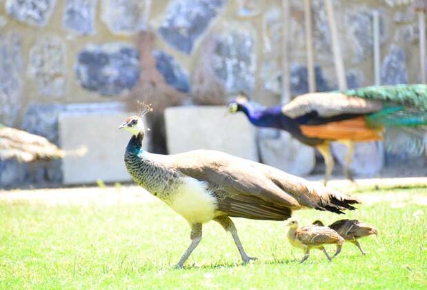 Pine Club Boutique Hotel & Spa - Görsel 11