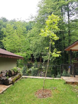 Boğaziçi Butik Otel Maşukiye - Görsel 7