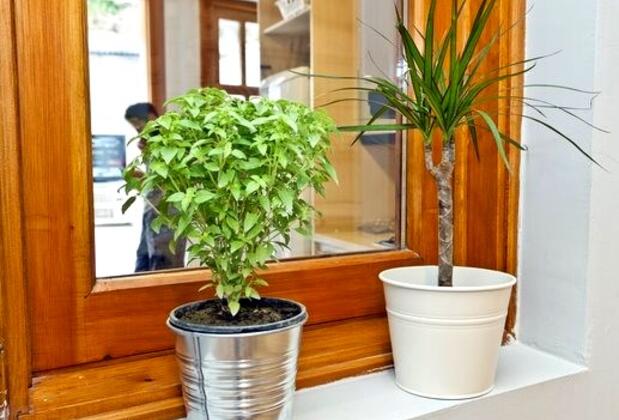 Taz-Mania Hostel - Görsel 6