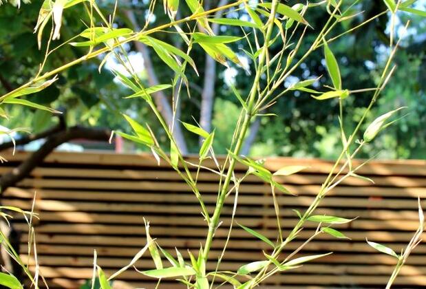 Botanik Park Motel - Görsel 10