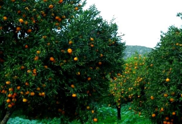 Kossa Club - Görsel 6