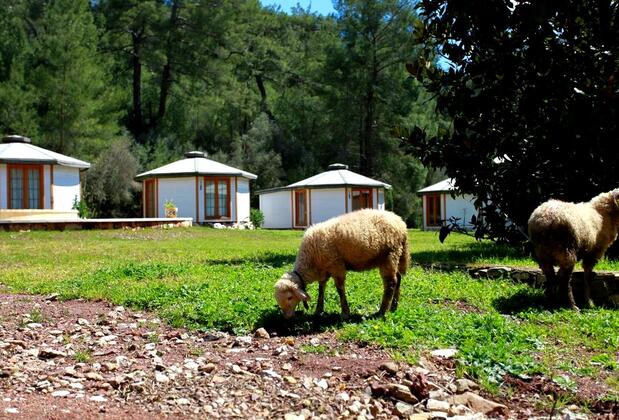 Nature Village - Görsel 23