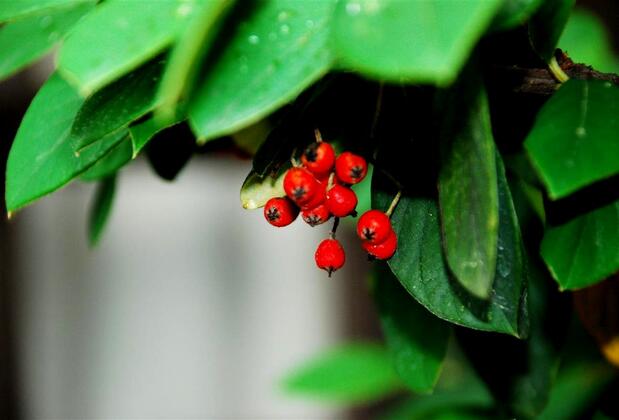 Şahmeran Konak Butik Otel - Görsel 6