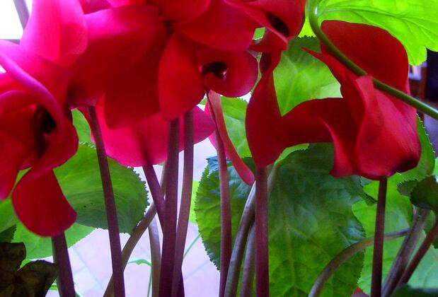 Lucky Deer Bolu - Görsel 5