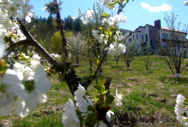 Lucky Deer Bolu - Görsel 6