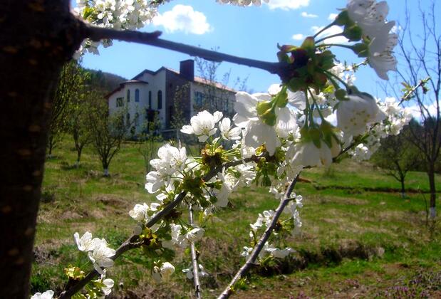 Lucky Deer Bolu - Görsel 9