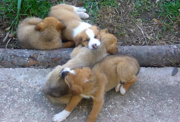 Lucky Deer Bolu - Görsel 11