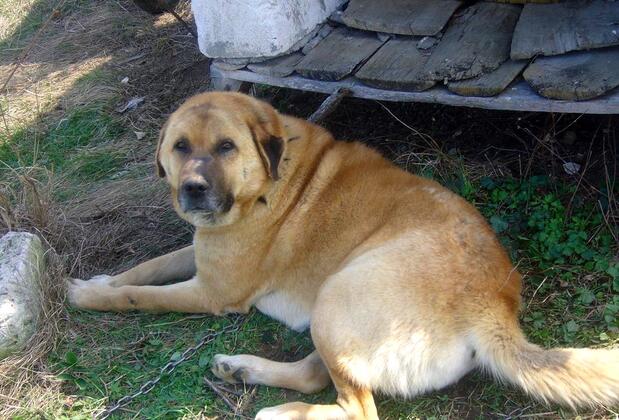 Lucky Deer Bolu - Görsel 14