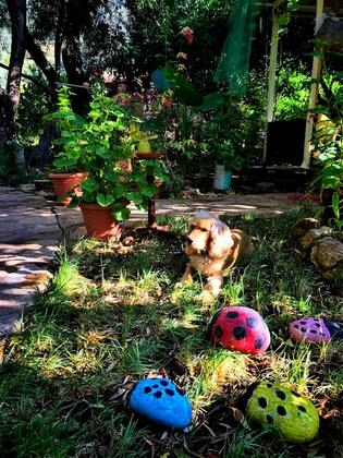 Butterfly Guest House - Görsel 6