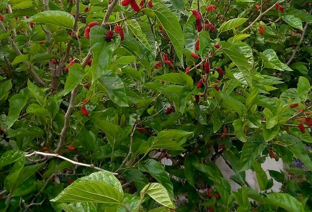 Turan Pansiyon ve Konaklama - Görsel 4