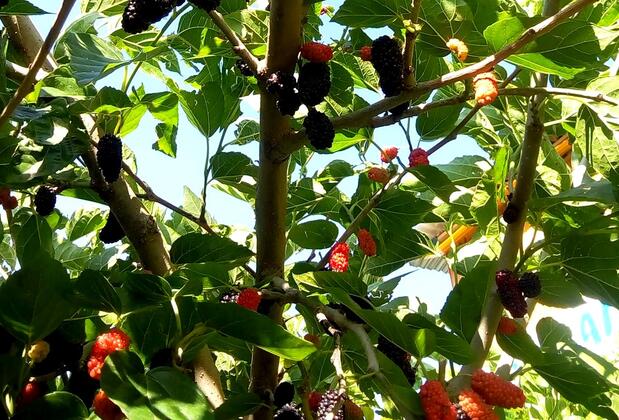 Turan Pansiyon ve Konaklama - Görsel 7