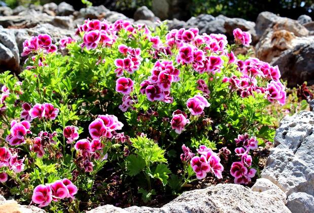 Şahin Tepesi Cafe & Restaurant - Görsel 6