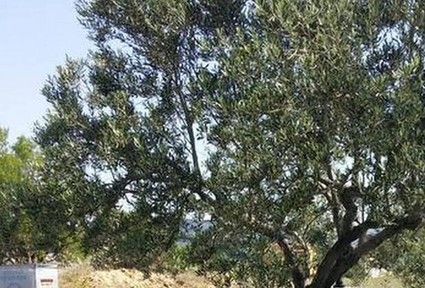 Villa Bağcı Hotel - Görsel 3