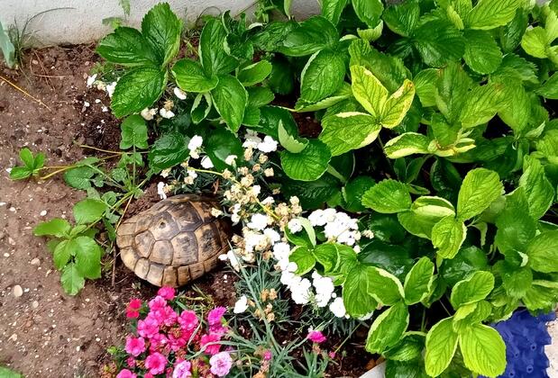 Han Apart Otel Menderes - Görsel 8