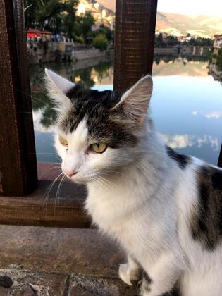 Amaseia Butik Otel - Görsel 9