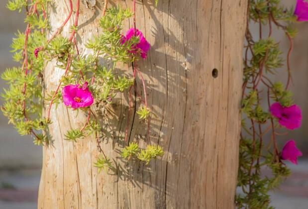 Dedeminn Garden Otel - Görsel 39