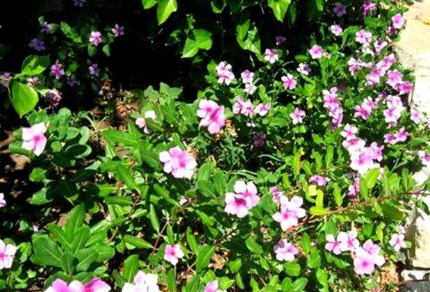 Arhalya Taş Konak - Görsel 6