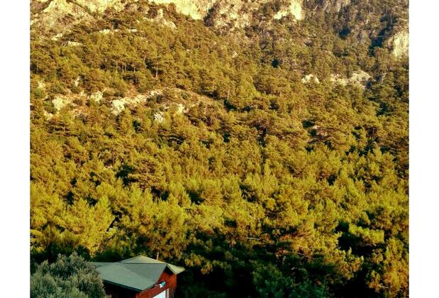 Kabak Natural Life - Görsel 3