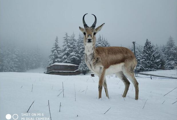 Başkonuş Yaylası Orman Evleri - Görsel 21