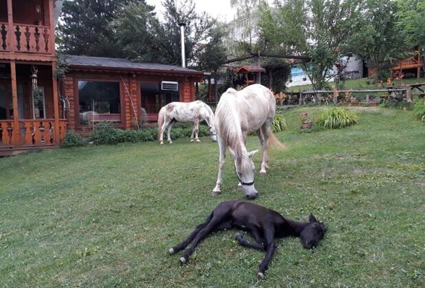 Nesilce Tatil Köyü - Görsel 6