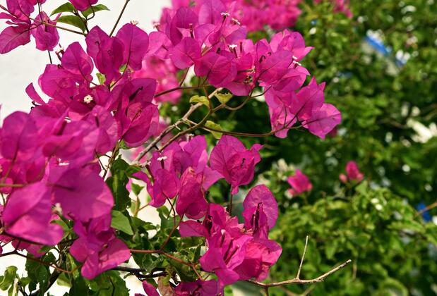 Matiz Türkbükü - Görsel 47