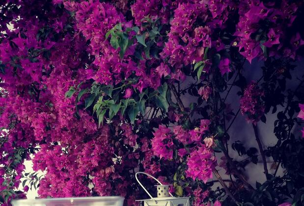 Ayla Hotel Cunda - Görsel 43