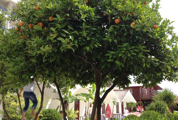 River Park Bungalows - Görsel 23