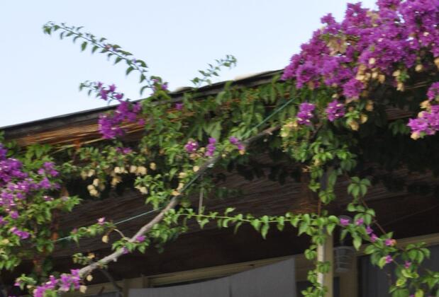 Kekova Koç Pansiyon - Görsel 43