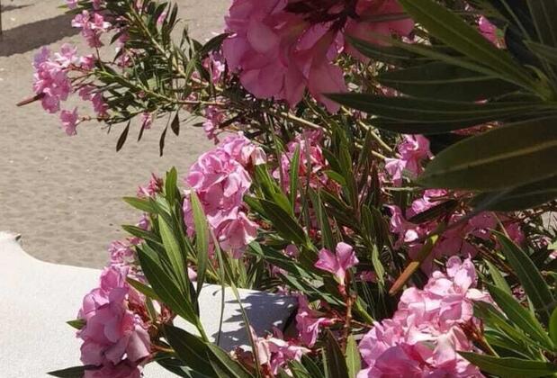 Uğur Otel Beach Kemer - Görsel 8