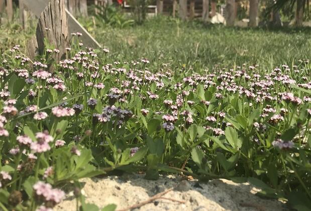 Deniz Tesisleri Hatay - Görsel 9