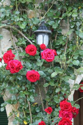 Olive Farm Guest House Of Datça - Görsel 22