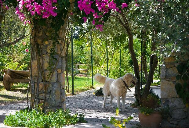 Olive Farm Guest House Of Datça - Görsel 10