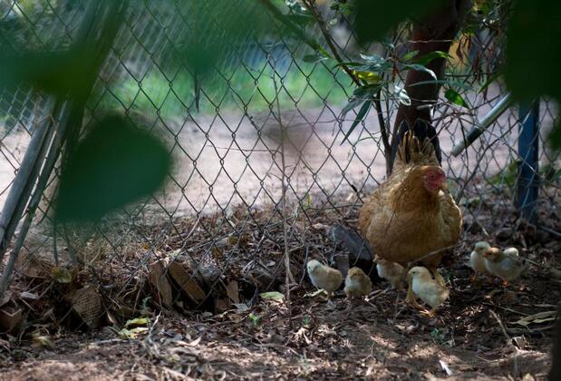 Baraka Houses - Görsel 36