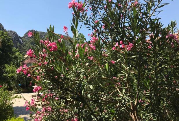 Palm Konak Apart Otel - Görsel 47