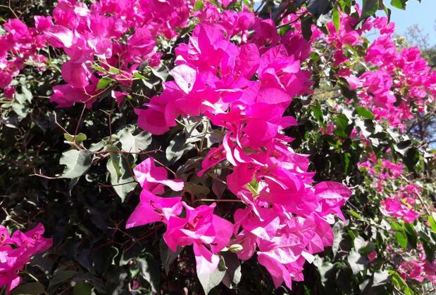 Rose Apart Sarıgerme - Görsel 4