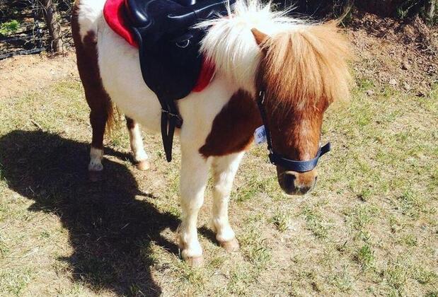 Castle Noala - Görsel 13