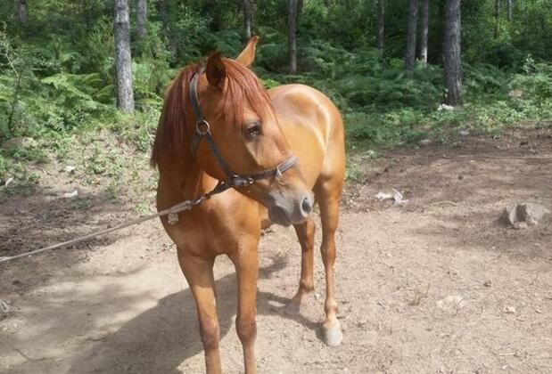 Castle Noala - Görsel 15