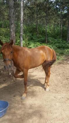 Castle Noala - Görsel 14