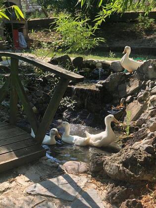 Castle Noala - Görsel 5