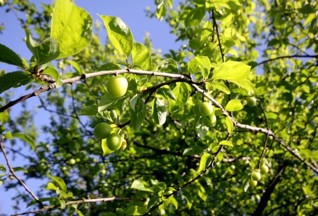 Ihlamur Konakları - Görsel 17