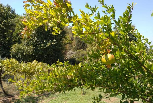 Villa Kalamar - Görsel 29