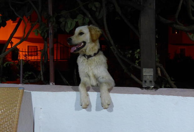 Yakut Apart Hotel - Görsel 16