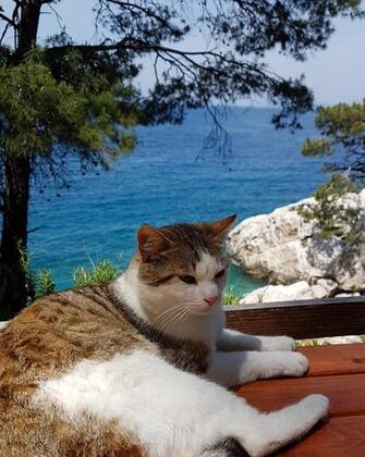 Casa Roja Faralya - Görsel 11